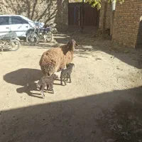 میش دوقلو|حیوانات مزرعه|داران, |دیوار