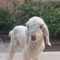 بره شیری
