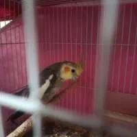 عروس هلندی نرسخنگو