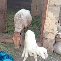 یدونه میش چینی