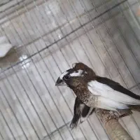 فنچ|پرنده|ساوه, |دیوار