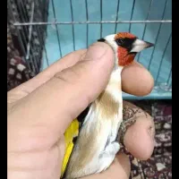 سهره عروس فنج نرگسی|پرنده|قم, بکایی|دیوار