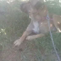 گمشده یابنده مژدگانی داده میشود ای|سگ|شازند, |دیوار