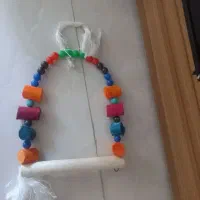 عروس هلندی|پرنده|ساوه, |دیوار