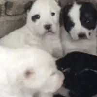 الابای ترکمن و روس وترکمن نگهبان گله ای|سگ|تبریز, |دیوار