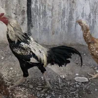 یک عددخروس2500