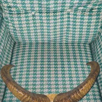 شاخ بز کوهی