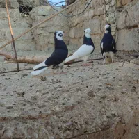 جان اردن|پرنده|زهک, |دیوار