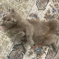گربه اسکاتیش دبل لیلاک نر بالغ جفتگیری