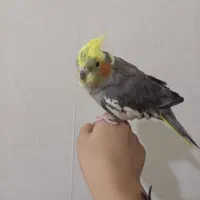 عروس هلندی ماده