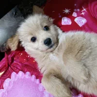 سگ شیتزو|سگ|کرمان, |دیوار