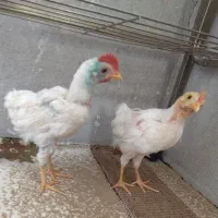 جوجه