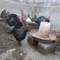 بوقلمون و مرغ شاخدار