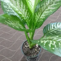 تعدادی گل دیفن باخیا وفیکوس و یشم|گل و گیاه طبیعی|ساوه, |دیوار