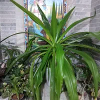 گل ذرتی با گلدان سفالی