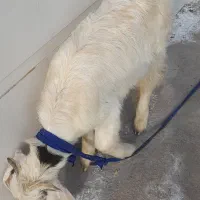 فروش بزغاله درشوش|حیوانات مزرعه|شوش, |دیوار