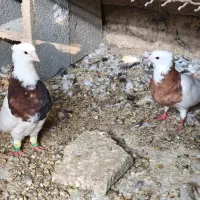 معاوضه با سرور