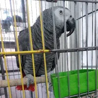 کاسکو رام و حراف