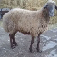 گوسفند جوان گوشتی