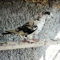 کبوتر پرشی|پرنده|سمنان, |دیوار