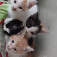 واگذاری رایگان بچه گربه