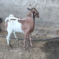 بز و کهره