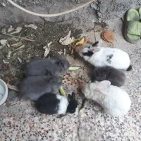 حیوانات خانگی|موش و خرگوش|شوش, |دیوار