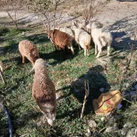 بره