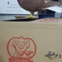 دم سفید نر پرشی فقط تماس بگیرید|پرنده|نیشابور, فردوسی جنوبی|دیوار