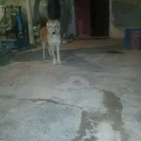 سگ‌گله‌ونگهبان