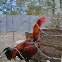 لاری|حیوانات مزرعه|گوراب زرمیخ, |دیوار