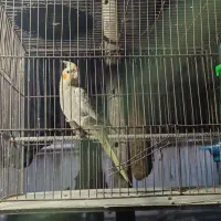 پرنده خانگی