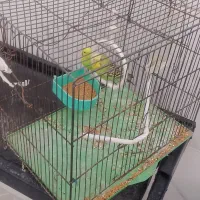 مرغ عشق مولد|پرنده|میانه, |دیوار