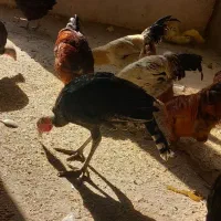 بقلمون نروماده وخروس|حیوانات مزرعه|مشهد, درزآب|دیوار