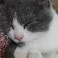 واگذاری گربه|گربه|کنارک, |دیوار