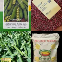 بذر نخودفرنگی راین