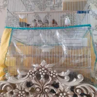 فنچ کینگ‌ مولد