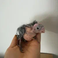 جوجه عروس هلندی وایت فیس سرلاکی|پرنده|گلبهار, شهر جدید گلبهار|دیوار