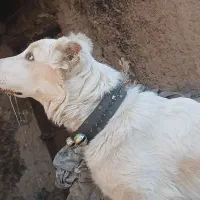 سگ شش ماهه گله ای|سگ|سبزوار, زینبیه|دیوار