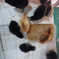 جوجه محلی کاکلی، گردن گلابی