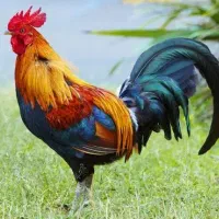 مرغ و خروس ارگانیک|حیوانات مزرعه|یزد, |دیوار