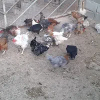 فروش جوجه کاکلی|حیوانات مزرعه|گرمسار, |دیوار