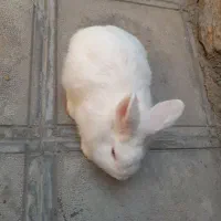 خرگوش لوپ|موش و خرگوش|مریوان, |دیوار