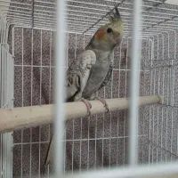 عروس هلندی طوطی کوتوله