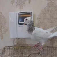 کفترا ماده همه|پرنده|نیشابور, شهرکهنه|دیوار