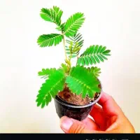 تولید و پرورش و آموزش نگهداری گل و گیاه|گل و گیاه طبیعی|تهران, دولاب|دیوار