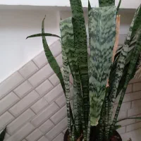 گل با گلدان