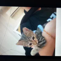 گربه
