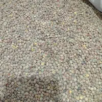 عدس|خوردنی و آشامیدنی|بروجرد, |دیوار