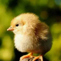 مرغ و خروس وبوقلمون